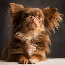 Pin By Ricardo Gonzalez Muro On Small Dogs Chihuahua Dogs Chihuahua Facts Chihuahua Puppies
