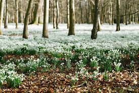 Snowdrop Flower Meaning Flower Meaning