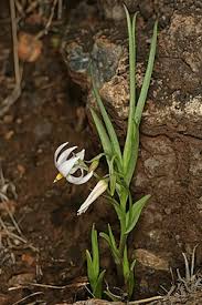 Image result for Walleria mackenziei