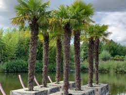 Dans cet article vous allez découvrir 5 (+1) superbes plantes grasses exterieur resistant au gel. Epingle Sur Mes Enregistrements