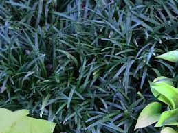 Image result for Ophiopogon