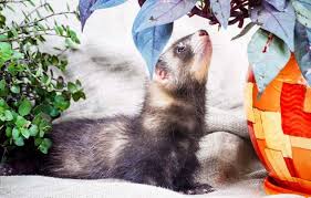 We have rescued a ferret we found in the parking lot at our apartments. Can Ferrets Live In An Apartment Complete Guide Thepetsavvy Com