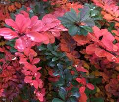 Image result for Berberis