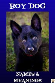 Cute Black German Shepherd Puppy For Boy Dog Names And Meanings From The Male Dog Names List Barkinglaughs Puppies Dogs Do Boy Dog Names Dog Names Boy Dog