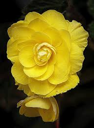 Mg 3898 Pretty Flowers Begonia Yellow Flowers