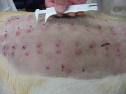 Why Is My Dog S Body Covered In Bumps Or Welts Pethelpful