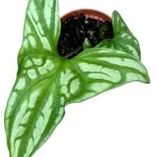 Image result for Cercestis congensis