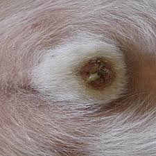 Image result for balanoposthitis
