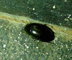 Die erdbeerblütenstecher sind schwarzer käfer, die nur wenige millimeter klein bleiben. Hubsche Kafer Beetle Beobachten Sri Lanka Urlaub Gunstig