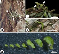 Image result for Taeniophyllum