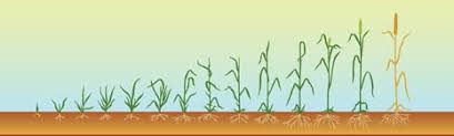 Plant Growth Charts For Corn Wheat Soybeans Powerag