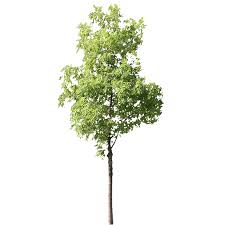Blog Images Detourees 4 Vegetation Arbre Moyen 3 Png 963 963 Pixels Arbres Photoshop Arbre Png Photoshop