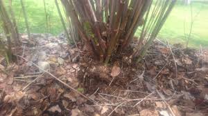 Image result for site:byggahus.se häva