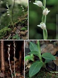 Image result for Goodyera