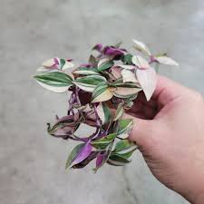 Image result for Tradescantia