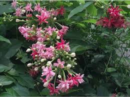 Summer annual flowers in pakistan. Top 25 Fragrant Perennials For Lahore