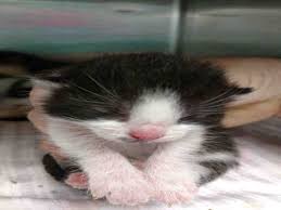 Every pet deserves a happy, healthy life. Pin By Angela Vancleve On Save The Florida Shelter Cats Cat Shelter Pets Hillsborough County