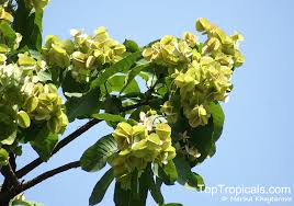 Image result for Terminalia superba