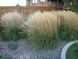 Feather Reed Grass Calamagrostis X Acutiflora Karl Foerster All Things Plants Feather Reed Grass Backyard Landscaping Designs Easy Landscaping