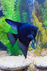 Angelfish Aquariumfreshwaterfish Aquarium Fish Angel Fish Fresh Water Fish Tank