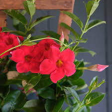 Image result for mandevilla obrázek