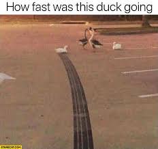 How Fast Was This Duck Going Skid Marks Tires Starecat Com