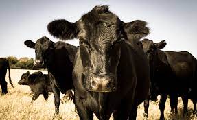 7 Facts About Black Angus Cattle Agdaily