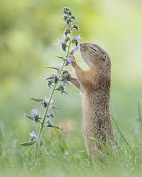 Wildlife Photographer Captures Nature S Magical Little Moments In 2020 Animal Photography Wildlife Animal Photography Dogs Comedy Wildlife Photography