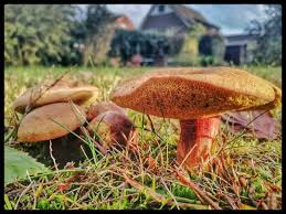 Pilze Pilz Fungi Champignons Mushrooms Germany Nrw Westfalen View Ahlen Nature Naturephotography Natur Home Garden Garten Gardening Landsca