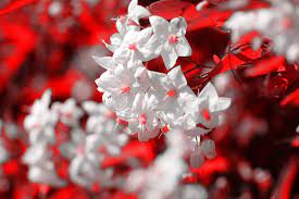 If you do bring them inside, make sure to trim the stamen. Red And White Flower Wallpapers Top Free Red And White Flower Backgrounds Wallpaperaccess