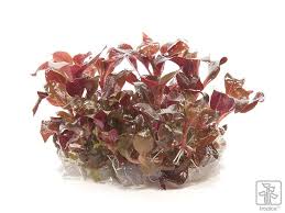 Alternanthera reineckii mini is popular among aquarium enthusiasts because of its shining hues. Tropica Alternanthera Reineckii Mini 1 2 Grow Garnelenhaus