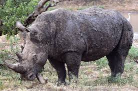 Image result for Limosella capensis