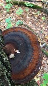 Image result for Ischnoderma resinosum