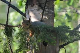 Kuvahaun tulos haulle kuusi puusssa oleva orava