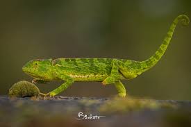 Image result for Chamaecrista gracilior