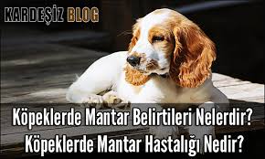 Kopeklerde Mantar Belirtileri Nelerdir Kopeklerde Mantar Hastaligi Nedir