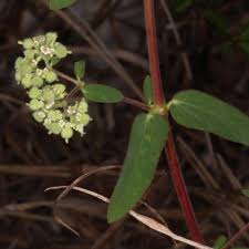 Image result for Euphorbia lissosperma
