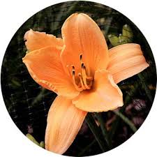 Orchids with the appearance of monkey vampires. 27 Types Of Orange Flowers Proflowers Blog