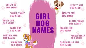 Parti, trifecta, hat trick (call her trixie), burro, foxy or fennec. Girl Dog Names Top Female Dog Names Of 2021 Backed With Vibrant Meanings Petmoo