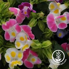 Image result for Torenia thouarsii