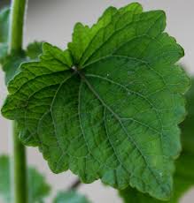 Image result for Equilabium petiolare