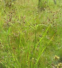 Image result for Fimbristylis madagascariensis