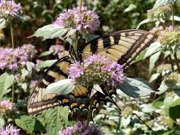 Image result for Pycreus macranthus