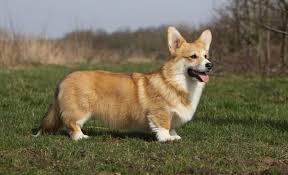 Cost of corgis may depend on breeder. Cardigan Welsh Corgi Dogexpress