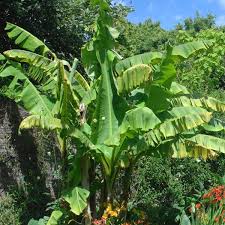 Once a banana tree fruit. Dwarf Banana Dwarf Cavendish Musa Acuminata My Garden Life