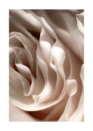 Norwall rose garden 2 rg35732 poppy wallpaper blue, beige. Beige Rose Poster Beige Color Palette Beige Beige Color
