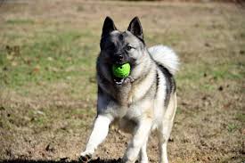 Image result for norwegian elkhound grey