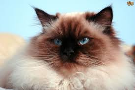 All the most important cat stories of the week. 5 Popular Flat Faced Cat Breeds Pets4homes