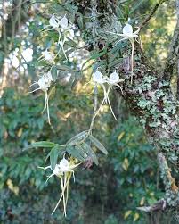 Image result for Angraecum conchiferum