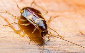 Houston, texas, is home to many pests that can wreak havoc on your daily life. Cockroach Control Best Pest Control